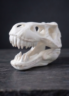 Craniu T-Rex (diferite marimi)