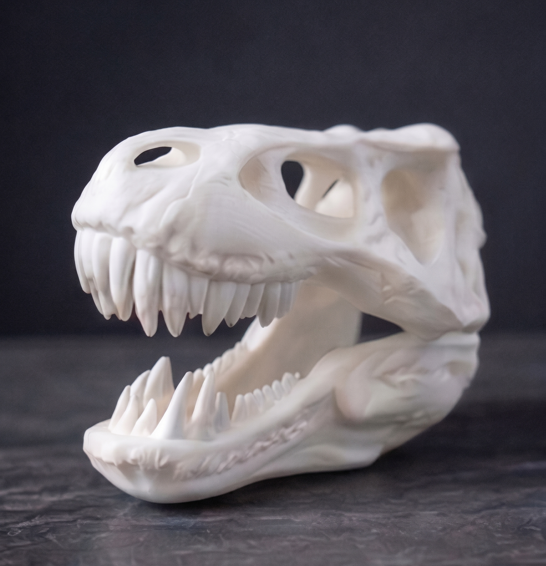 Craniu T-Rex (diferite marimi)